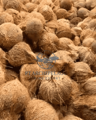 coconut mature / coconut old /semi husk coconut Color Brown Taste Coconut milk Shape good symmetric Ingredients 100% - Image 2