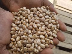 Ethiopian Pinto Beans – product photo 1, product detail gallery