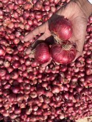 Fresh Organic Onion - Image 3