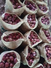 Fresh Onions – product photo 2, product detail gallery