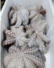 Octopus - Image 1