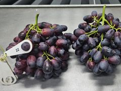 Premium Table Grapes for Exporter in South Africa! CLASS 1 Export Quality! NEW CROPS!! - Image 5