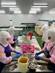 Vannamei Shrimp - Image 3