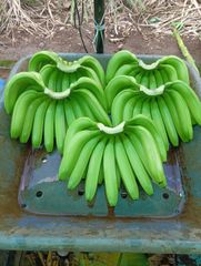 cavendish banana (G9) – product photo 1, product detail gallery