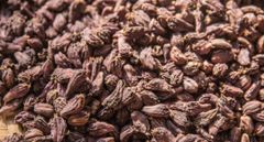 Premium Bhutan Black Cardamom – Bulk Export Supply | FOB & CIF - Image 1
