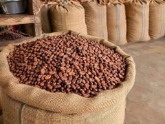 Cocoa beans - Image 1