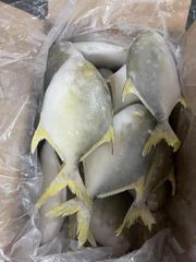 China origin Frozen Golden Pompano WR - Image 1