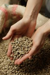 Fresh Supply Green Coffee Arabica Suitable For Coffee Roasting Espresso Production Filter Brewing And Specialty Blends - Image 2