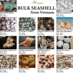 Seashell Mix from Vietnam - for Gifts & Decoration Origin Vietnam Texture Natural Type Bulk Natural Marine Seashells Sourcing Method Sustainably Sourced - Image 1