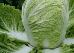 High Quality Chinese Fresh Cabbage Kind Fresh Size 1.5kg Color Green Origin China Trademark GOGO HS Code 0706100001 Place of Origin - Image 1