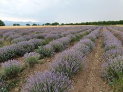 Dried lavender flower Grade Organic Shelf Life 2 years Packaging 10kg bags Benefits Stress Relief, Better Sleep, And A Pleasant Scent In Various Crafts And Household Items - Image 4