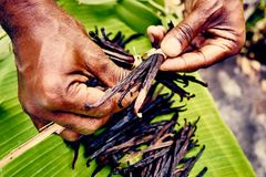 NATURAL BOURBON VANILLA PLANIFOLIA PODS - Image 2