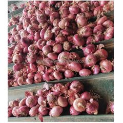 Best Quality Natural Vegetables Best Stock Bulk 100% Fresh farm healthy Onion at Low Prices Wholesale – product photo 2, product detail gallery