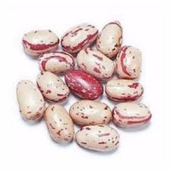 Cranberry Beans Style Dried Weight (kg) 25 Brand Name PAPO Drying Process AD Shelf Life 2 Years Type CRANBERRY BEAN Model Number - Image 1