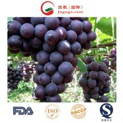 Competitive Fresh Broccoli for Exporting Kind Fresh Color Green Trademark GOGO Size 600-1200g/PC HS Code 0704902000 Storage Method - Image 2