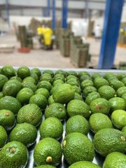 Fresh Avocado Fresh Fruit/Premium Quality Fresh Fuerte/Hass Avocados for Sale Best Quality - Image 1