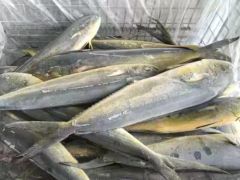 High Quality Frozen Fish Mahi Mahi From Japan MOQ 1*40FCL Style Whole Processing BQF Feature Nature HS Code 03034300 Trademark - Image 1