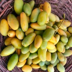 Sweat Taste Dusehri Mango High Quality Dusehri Mango Pakistan Suppliers Dusehri Mango - Image 4