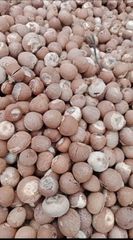 betel nut Packaging 50 kg Certification - Image 4
