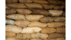 Cocoa beans - Image 4