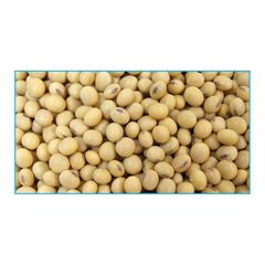Distributors offer soybeans for sale at cheap price for oil extraction and animal feed industries - Image 4
