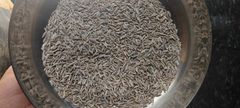 Cumin seeds  Max. Moisture (%) 10% Packaging 30 kg pp - Image 1