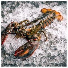 Frozen Rock Lobster / Frozen Lobster Tail / Fresh Live Lobster. - Image 3