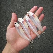 Premium frozen anchovies fresh sea fish whole fish long shelf life quick frozen suitable for export and retail supply - Image 5