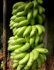 Kanyakumari, Tirunelveli district Bananas – product photo 1, product detail gallery