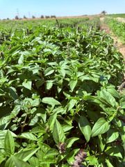 Egyptian Basil Leaves (Crushed / Dried) - Image 2