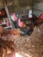 Chicken and poultry – product photo 5, product detail gallery
