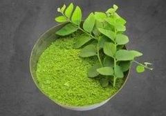 Curry Leaves Powder Packaging 25 kg - 50 kg Flavor Aromatic And Slightly Bitter Origin Cuisine South Indian Cuisine Health Benefits Supports Digestion And Heart Health - Image 1