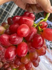 FRESH RED CRIMSON SEEDLESS GRAPES FOR SALE - CLASS 1 EXPORT QUALITY SEEDLESS GRAPES FROM SOUTH AFRICA – product photo 5, product detail gallery