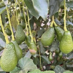 AVOCADO Fresh Premium Hass Avocado Organic and Healthy - Image 2
