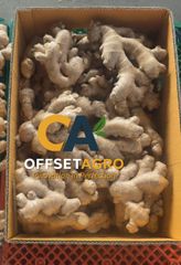 DRIED GINGER – product photo 4, product detail gallery