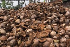 Coconut Shells [Husk] Wholesale Supply - Image 1