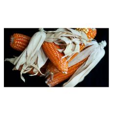 Premium Yellow Sweet Corn Fresh Corn on Cob Wholesale Supplier Export Quality - Image 5