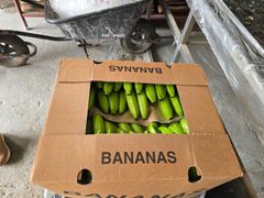Fresh Green Cavendish Banana - Image 4