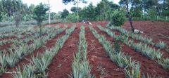 Fresh Pineapple - Image 1