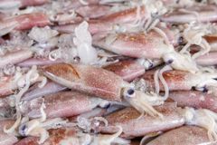 Frozen squid – product photo 5, product detail gallery