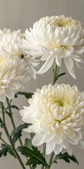 Chrysanthemums - Image 2