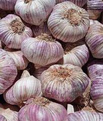 FRESH GARLIC - VIOLET SPRING - Image 3