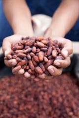 Premium Cocoa Beans For Chocolate Making Natural Flavor Rich Aroma Wholesale Supply For Food Manufacturers And Bakers - Image 5