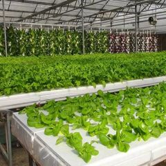 Nft Hydroponics System Designed for Fast Growing Asian Leafy Vegetable Crops - Image 6