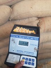Yellow Maize Packaging 50kg Place of Origin - Image 3