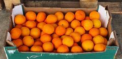FRESH NOVA MANDARINS FOR SALE!! CLASS 1 EXPORT QUALITY FRESH NOVA MANDARINS FOR EXPORT – product photo 3, product detail gallery