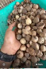 Arecanut - Image 1