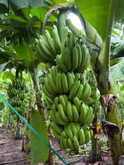 Fresh G9 Cavendish Banana - Image 2