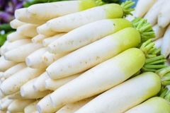 FRESH WHITE RADISH FOR SALE 2019 Type Radish Color White Style Fresh Weight (kg) 1 Content RADISH Taste Delicious Shelf Life 20 - Image 6