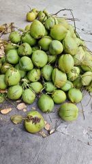 Green Young Coconut from Indonesia - Fresh Fruit - Fresh Coconut - Incoterm : FOB - Image 4